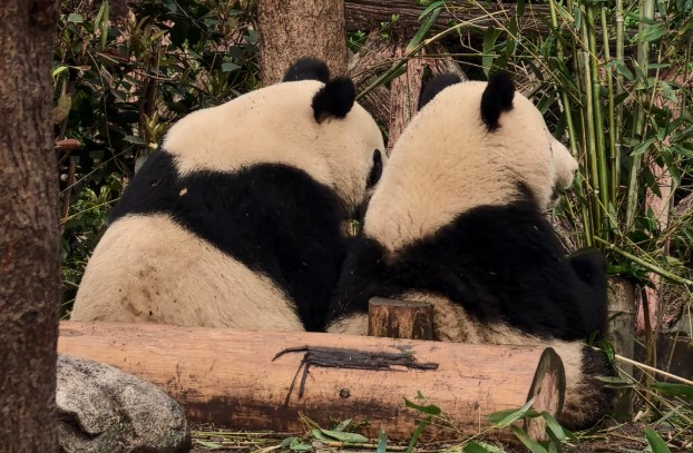 安排五一熊猫基地和三星堆一日游建议看！